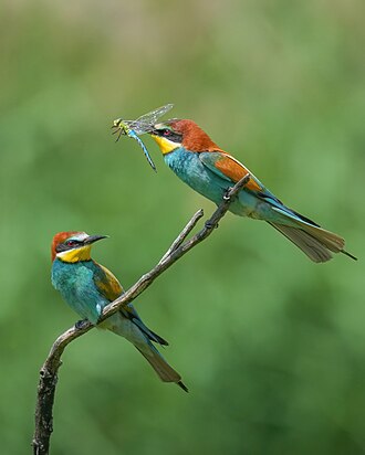European bee-eater eating an Emperor dragonfly in Pfyn-Finges
