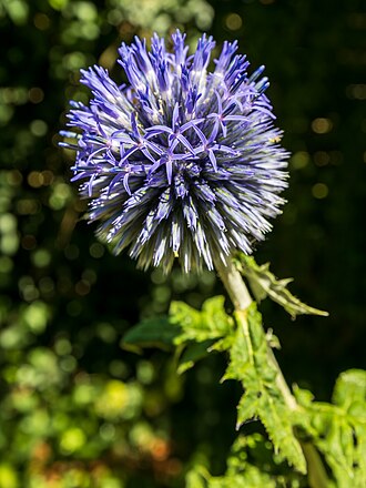 Echinops bannaticus in bloom in July in Monchecourt, France.