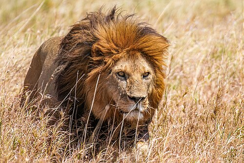 Male Lion prowling in the Serengeti National Park