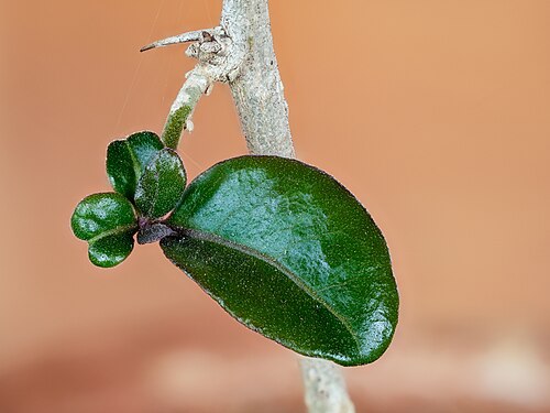 First leaves on bougainvillea cutting