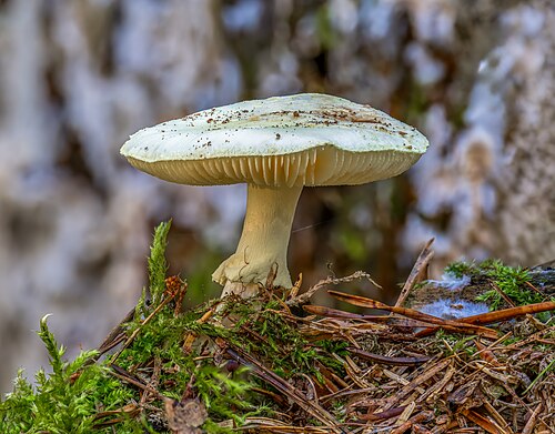 Yellow Destroyer (Amanita citrina) in the Bruderwald