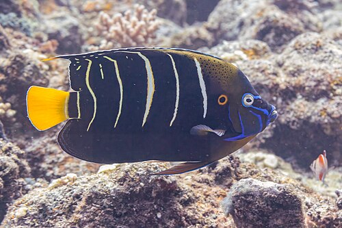Goldtail angelfish (Pomacanthus chrysurus), Ambalihabe, Madagascar