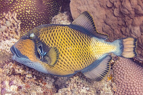 Titan triggerfish (Balistoides viridescens) in a cleaning station of some bluestreak cleaner wrasses (Labroides dimidiatus), Nosy Sakatia, Madagascar.